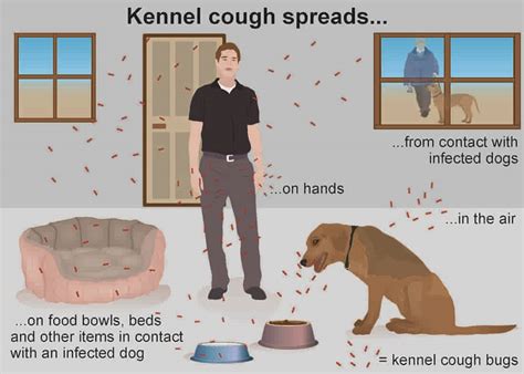 How to avoid Yorkie kennel cough