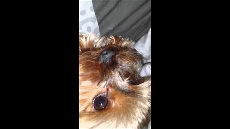 How to avoid Yorkie’s tracheal issues