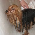 How to bathe Yorkie without shampoo