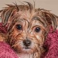 How to bathe a Yorkie at home