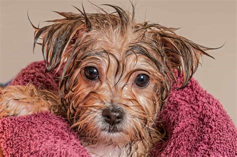 How to bathe a Yorkie at home