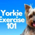 How to boost Yorkie’s energy levels