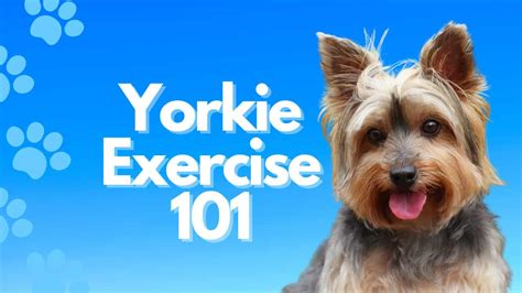 How to boost Yorkie’s energy levels