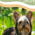 How to calm Yorkie’s itchy skin