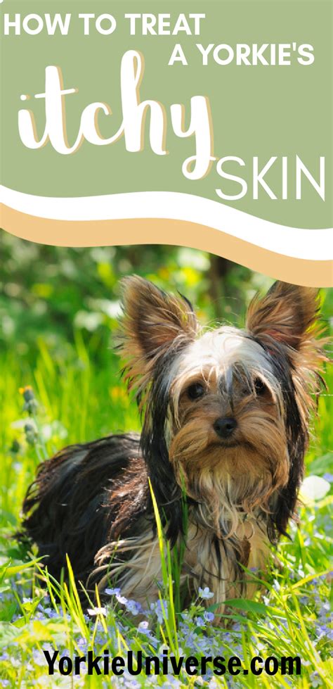 How to calm Yorkie’s itchy skin