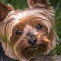 How to calm a Yorkshire Terrier during storms