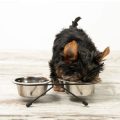 How to choose Yorkie-friendly treats