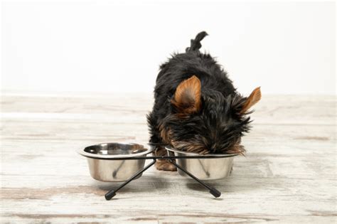 How to choose Yorkie-friendly treats