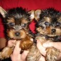 How to choose a Yorkshire Terrier breeder