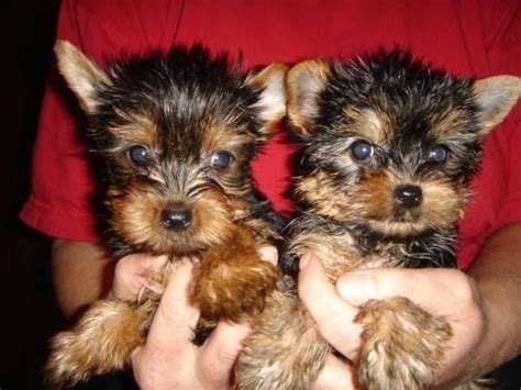 How to choose a Yorkshire Terrier breeder