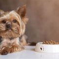 How to choose a Yorkshire Terrier food for sensitive stomachs