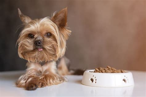 How to choose a Yorkshire Terrier food for sensitive stomachs