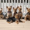 How to choose a Yorkshire Terrier rescue group