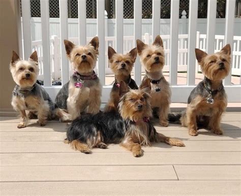 How to choose a Yorkshire Terrier rescue group