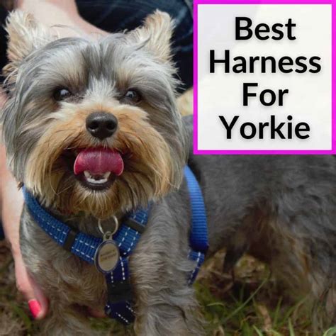 How to choose a suitable leash for Yorkie