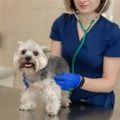 How to choose the right vet for a Yorkshire Terrier