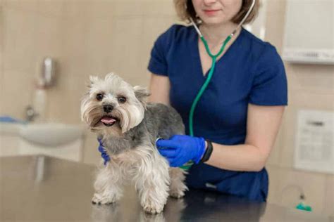 How to choose the right vet for a Yorkshire Terrier