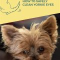 How to clean Yorkie’s eyes safely