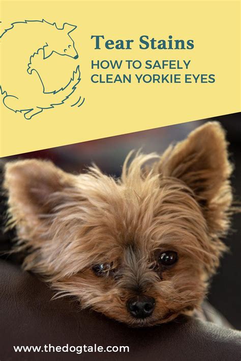 How to clean Yorkie’s eyes safely