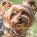 How to clean Yorkshire Terrier’s ears properly