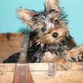 How to crate train a Yorkshire Terrier