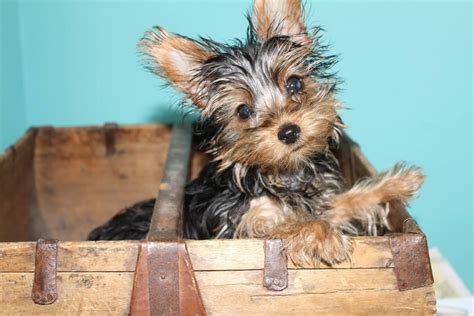 How to crate train a Yorkshire Terrier