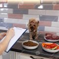 How to create a balanced diet for a Yorkshire Terrier