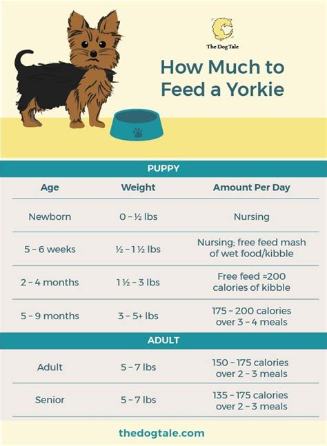 How to create a feeding schedule for Yorkies