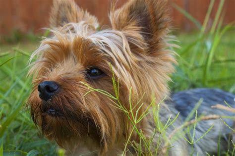 How to create a safe space for a Yorkshire Terrier