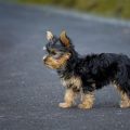 How to deal with a Yorkshire Terrier’s aggressive behavior