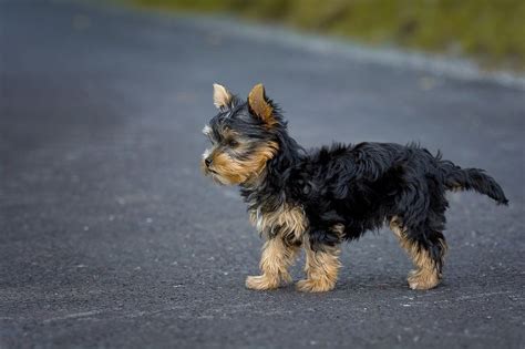 How to deal with a Yorkshire Terrier’s aggressive behavior