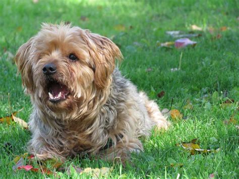 How to deal with a Yorkshire Terrier’s barking at strangers