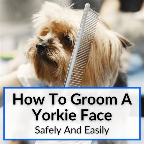 How to groom Yorkie’s face safely