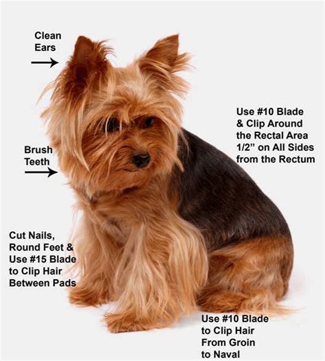 How to groom Yorkie’s paws