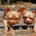 How to handle Yorkie territorial behavior