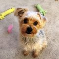 How to handle Yorkie’s separation issues