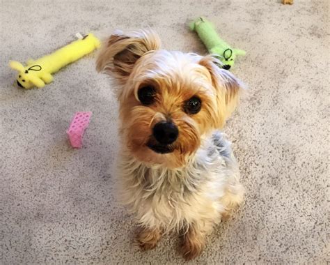 How to handle Yorkie’s separation issues