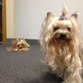 How to handle Yorkshire Terrier jealousy