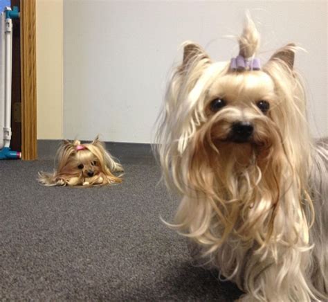 How to handle Yorkshire Terrier jealousy