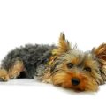 How to handle a Yorkshire Terrier’s destructive behavior