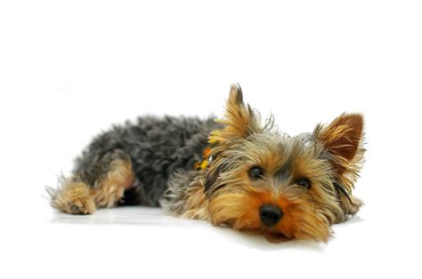 How to handle a Yorkshire Terrier’s destructive behavior