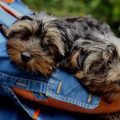 How to help Yorkie adjust to a new pet