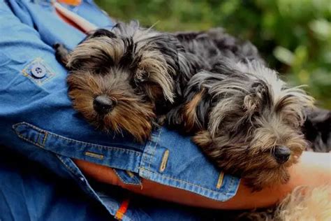 How to help Yorkie adjust to a new pet