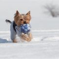 How to help Yorkie during cold weather