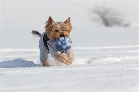 How to help Yorkie during cold weather