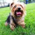 How to help Yorkie stay cool in summer