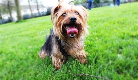 How to help Yorkie stay cool in summer