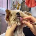 How to help Yorkie with breathing issues