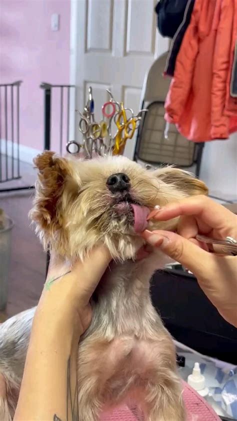 How to help Yorkie with breathing issues