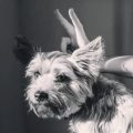 How to help Yorkie with chronic itching